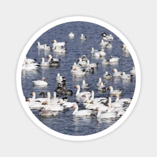 A Flock of Snow Geese at the Beach Magnet